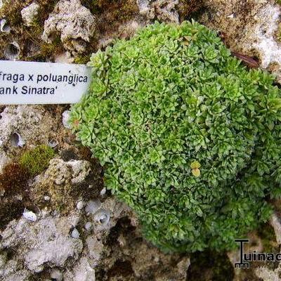 Saxifraga x poluanglica 'Frank Sinatra' - 