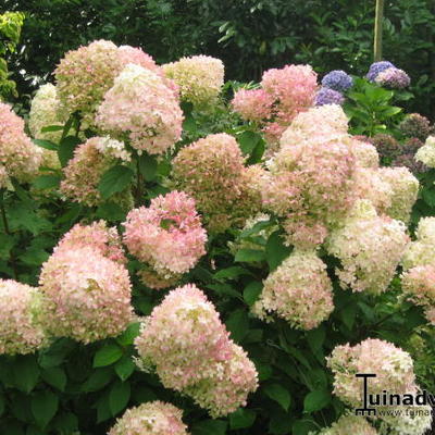 Hydrangea paniculata 'Limelight' - Hydrangea paniculata 'Limelight'