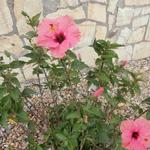 Hibiscus syriacus ‘Melrose’ - 
