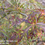 Acer palmatum 'Red Baby Lace' - Acer palmatum 'Red Baby Lace' - 