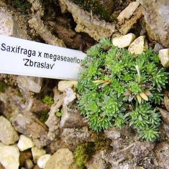 Saxifraga x megaseaeflora 'Zbraslav'