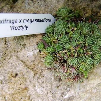 Saxifraga x megaseaeflora 'Roztyly'