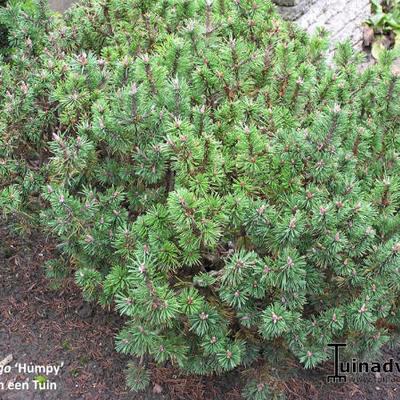 Pinus mugo 'Humpy' - 