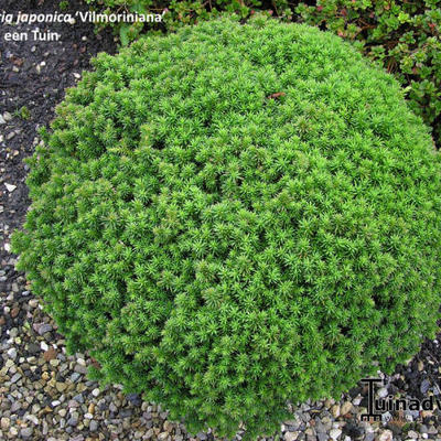 Cryptomeria japonica 'Vilmoriniana