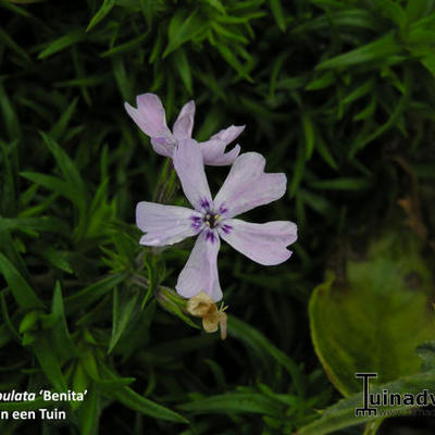 Phlox subulata 'Benita' - 