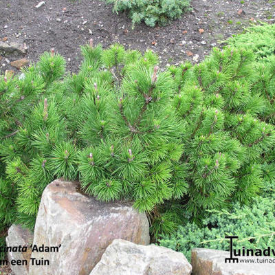 Pinus mugo subsp. uncinata 'Adam' - 