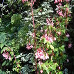 Begonia fuchsioides - Fuchsien-Begonie