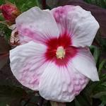 Entretien de l'hibiscus dans le jardin ou sur la terrasse - DCM