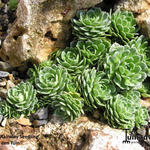 Saxifraga paniculata 'Rainsley Seedling' - 