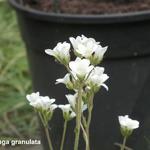 Saxifraga granulata - Saxifrage granulée