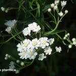 Achillea ptarmica - 