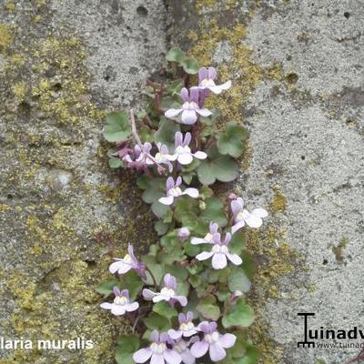 Cymbalaria muralis - Zimbelkraut - Cymbalaria muralis