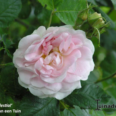 Rosa 'Celestial' - 
