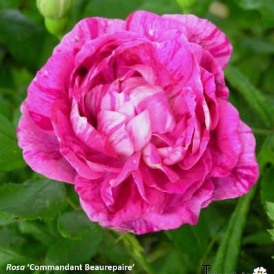 Rosa 'Commandant Beaurepaire' - 