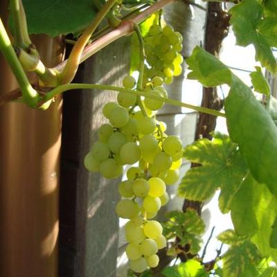 Vitis vinifera 'Himrod' - 