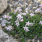 Arenaria purpurascens - Arenaria purpurascens - sabline pourprée