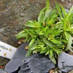 Dianthus nitidus - 