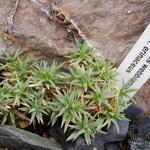 Dianthus webbianus  - Dianthus webbianus  - Igel-Nelke