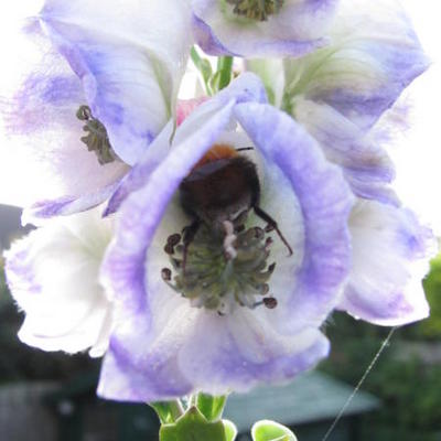 Aconitum carmichaelii 'Cloudy' - 