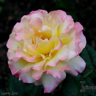 Rosa 'Aquarell' - 