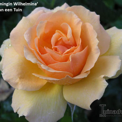 Rosa 'Koningin Wilhelmina' - 