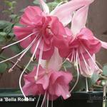 Fuchsia 'BELLA Rosella' - 