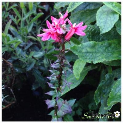 Lobelia x speciosa 'FAN Salmon' - 