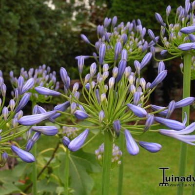 Agapanthus 'Donau'