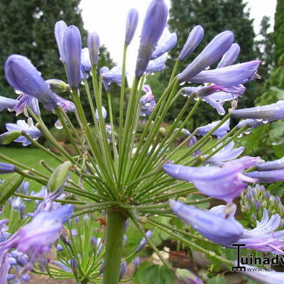 Agapanthus 'Donau' - Agapanthus 'Donau'