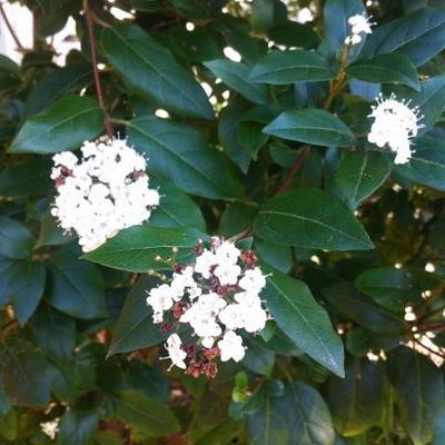 Viburnum tinus - Lorbeerblättriger Schneeball - Viburnum tinus