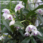 Dendrobium kingianum 'White and Pink' - 