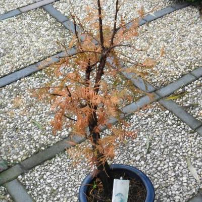 MÉTASÉQUOIA DU SÉCHUAN, SÉQUOIA DE CHINE - Metasequoia glyptostroboides