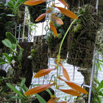 Bulbophyllum kanburiense - 