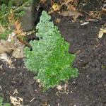 Chamaecyparis thyoides 'Top Point' - 