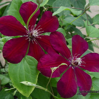 Clematis - 