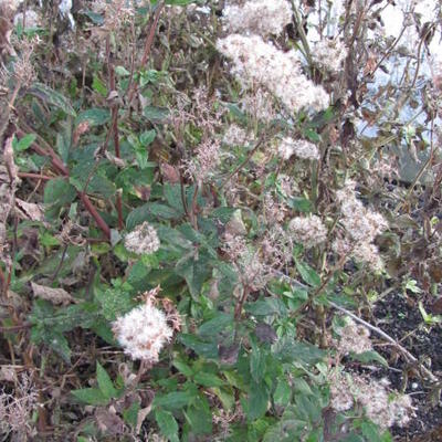 Eupatorium purpureum - Eupatorium purpureum