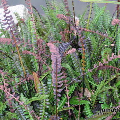 Austroblechnum microphyllum - Blechnum penna-marina