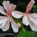Pelargonium 'Honeywood Suzanne' - 