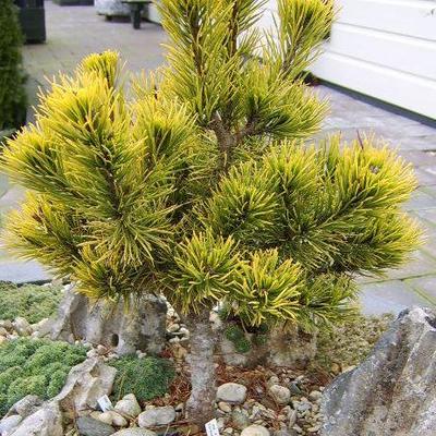 Pinus mugo 'Carsten' - Pinus mugo 'Carsten'