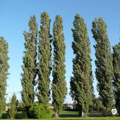 PEUPLIER D'ITALIE - Populus nigra 'Italica'