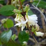 Schneeforsythie - Abeliophyllum distichum