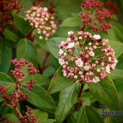 Lorbeerblättriger Schneeball - Viburnum tinus