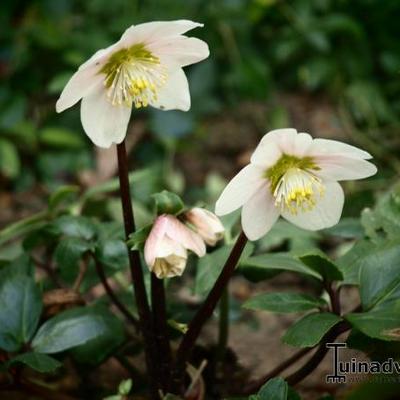 Helleborus - Nieswurz - Helleborus