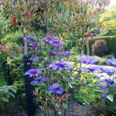 Clematis 'The President' 