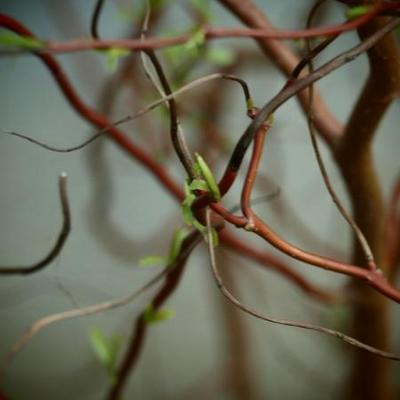 Salix 'Erythroflexuosa' - 