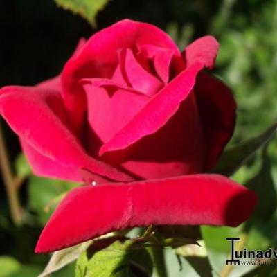 Rosa 'Royal Red' - 