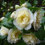 Camellia japonica 'Brushfield's Yellow' - 
