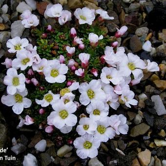 Saxifraga 'Teide'