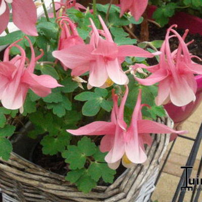 Aquilegia flabellata 'CAMEO Pink & White' - Aquilegia flabellata 'CAMEO Pink & White'