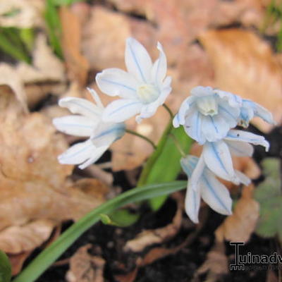 Scilla mischtschenkoana - Mischtschenko-Blaustern